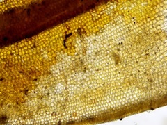 Syntrichia caninervis