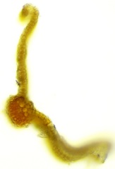Syntrichia caninervis