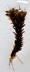 Syntrichia caninervis