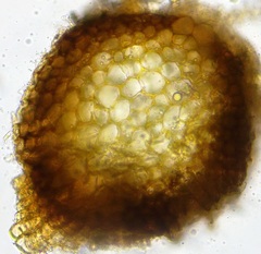 Syntrichia caninervis