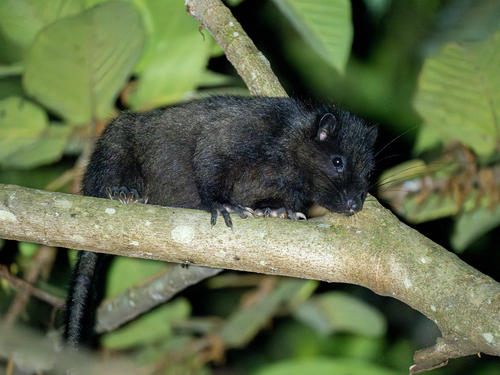 Southern Luzon Phloeomys