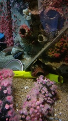 Neoclinus uninotatus