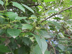 Acalypha glabrata