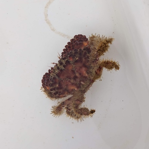 Paraxanthias taylori
