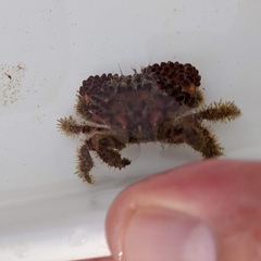 Paraxanthias taylori