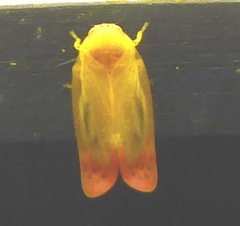 Eoscarta liternoides
