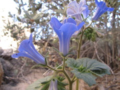 Phacelia campanularia vasiformis