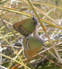 Callophrys mcfarlandi