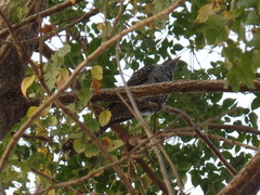 Eudynamys scolopaceus