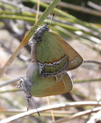 Callophrys mcfarlandi