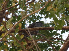 Eudynamys scolopaceus