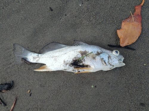 Ground croaker (Bairdiella ronchus) — Sciaenidae — 3