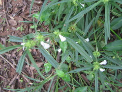 Leucas lavandulifolia