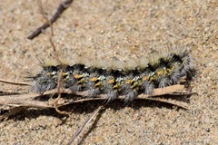 Diacrisia purpurata