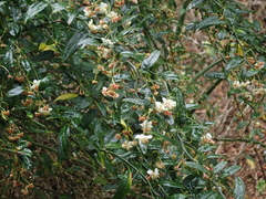 Prinsepia scandens