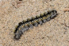 Diacrisia purpurata