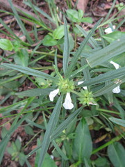 Leucas lavandulifolia