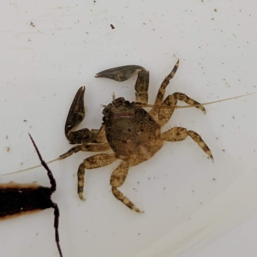Petrolisthes cabrilloi