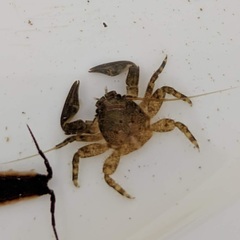 Petrolisthes cabrilloi