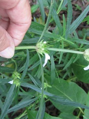 Leucas lavandulifolia