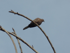Streptopelia chinensis