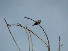 Streptopelia chinensis