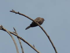 Streptopelia chinensis