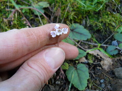 Veronica californica