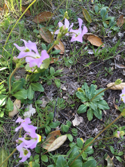 Dodecatheon