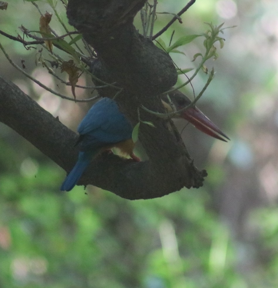 Stork-billed Kingfisher