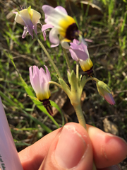 Dodecatheon