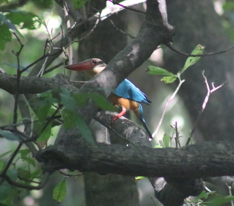 Stork-billed Kingfisher