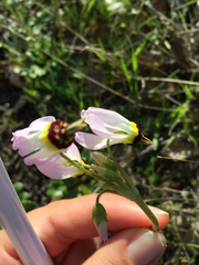 Dodecatheon