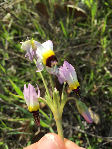 iNaturalist observation photo of Padre's Shooting Star