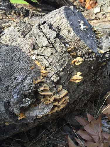 iNaturalist observation photo of Mushrooms, Bracket Fungi, Puffballs, and Allies