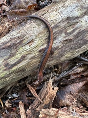 Plethodon cinereus image