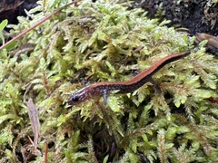 Plethodon cinereus image