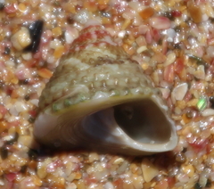Coelotrochus viridis