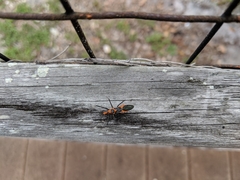 Zelus longipes