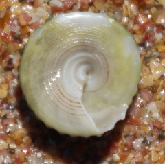 Coelotrochus viridis