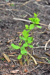 Dirca occidentalis