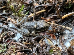 Lithobates sylvaticus image