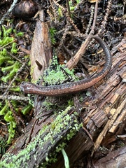 Plethodon cinereus image