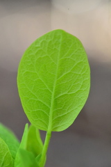 Dirca occidentalis