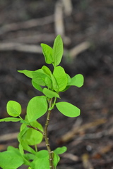 Dirca occidentalis