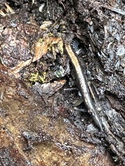 Plethodon cinereus image