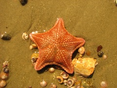 Diplodontias miliaris