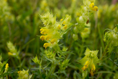 Rhinanthus serotinus aestivalis