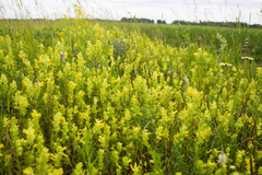 Rhinanthus serotinus aestivalis