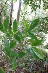 Aphloia theiformis